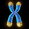 telomere12